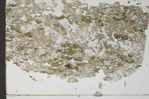 Plane Polarized, S45924