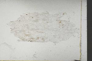 Plane Polarized, S45942