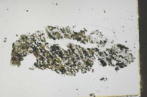 Plane Polarized, S45947