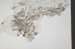 Plane Polarized, S45949