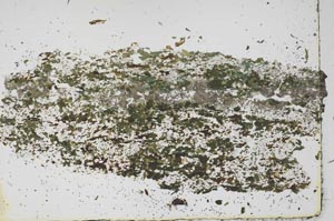 Plane Polarized, S46025