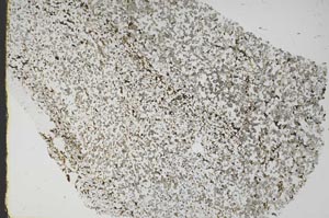 Plane Polarized, S46047