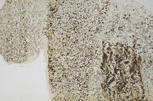 Plane Polarized, S46049/A