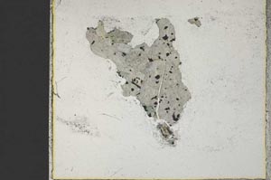 Plane Polarized, S46162