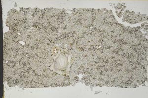 Plane Polarized, S46193