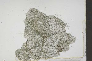 Plane Polarized, S46232