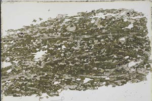 Plane Polarized, S46253