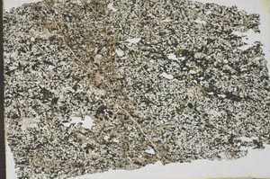 Plane Polarized, S46254