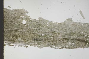 Plane Polarized, S46340