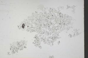 Plane Polarized, S46440/E