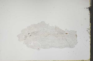 Plane Polarized, S46483