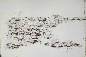 Plane Polarized, S46504