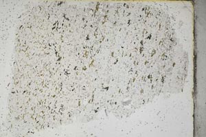 Plane Polarized, S46513