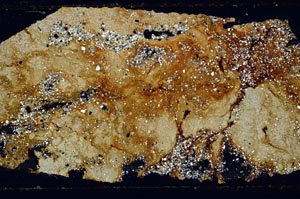 Cross Polarized, S46695