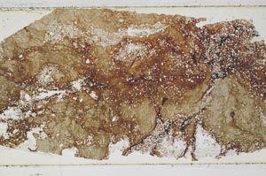 Plane Polarized, S46695