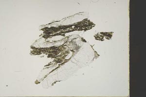 Plane Polarized, S46754