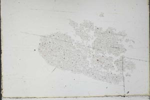 Plane Polarized, S46835