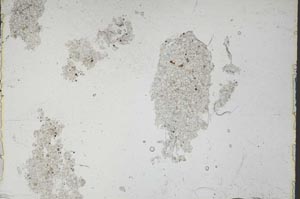 Plane Polarized, S46839