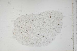 Plane Polarized, S46848