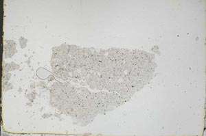 Plane Polarized, S46850