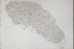 Plane Polarized, S46854