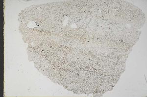 Plane Polarized, S46856