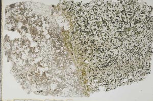 Plane Polarized, S46936