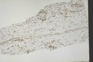 Plane Polarized, S46938/A