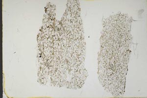 Plane Polarized, S46942