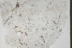 Plane Polarized, S46982