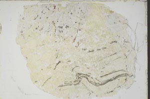 Plane Polarized, S46982/A