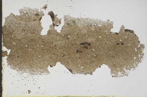 Plane Polarized, S47008