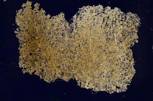 Cross Polarized, S47033