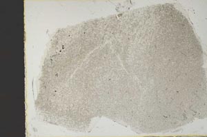 Plane Polarized, S47046