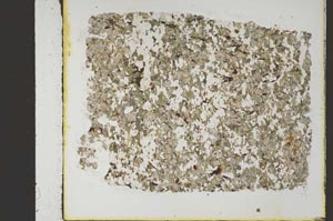 Plane Polarized, S47085