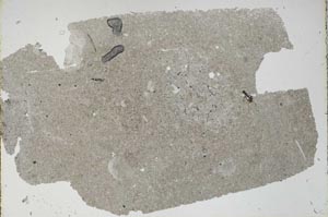 Plane Polarized, S47323