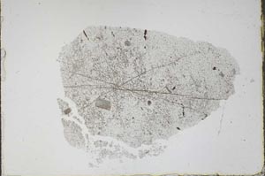 Plane Polarized, S47359