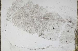 Plane Polarized, S47359/A