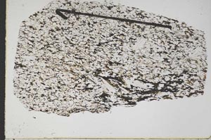 Plane Polarized, S47447