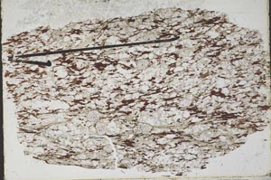 Plane Polarized, S47489