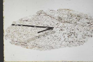 Plane Polarized, S47510