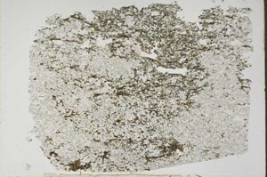 Plane Polarized, S47532