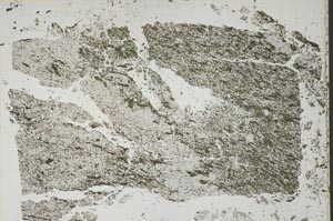 Plane Polarized, S47534