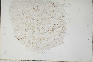 Plane Polarized, S47538