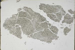 Plane Polarized, S47584