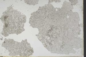 Plane Polarized, S47607