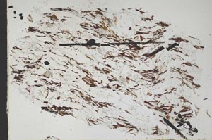Plane Polarized, S47673