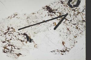 Plane Polarized, S47682