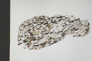 Plane Polarized, S47689