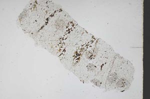 Plane Polarized, S47707